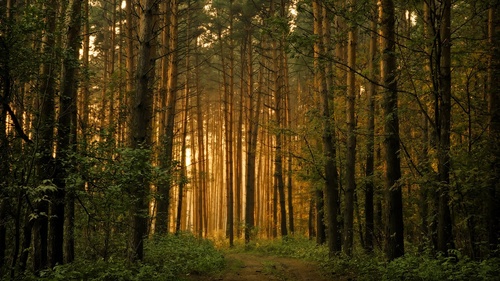 Photo of a forest